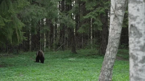 Eurasian brown bear in forest clearing looks up and tracks sound in Estonia Stock Footage 342909240