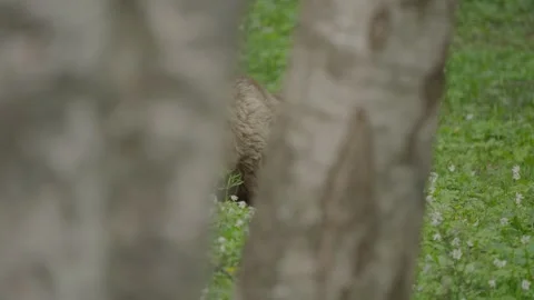 Eurasian Brown Bear Glimpsed Through a Gap in Silver Birch Trees Stock Footage 341509280