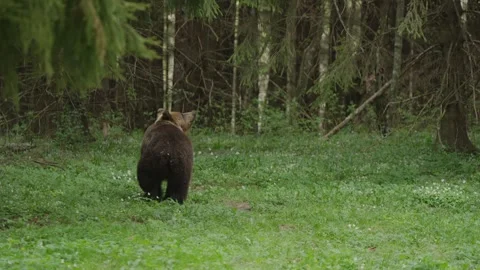 Eurasian brown bear looks up alert in forest clearing, Estonia, slow motion Stock Footage 342003728
