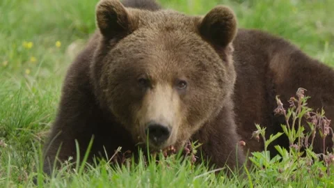 Eurasian Brown Bear Looks Down the Camera Lens While Foraging Stock Footage 342001197