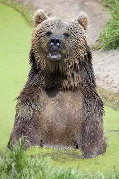 Eurasian Brown Bear Stock Photos