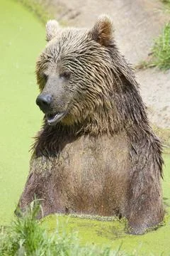 Eurasian Brown Bear Stock Photos