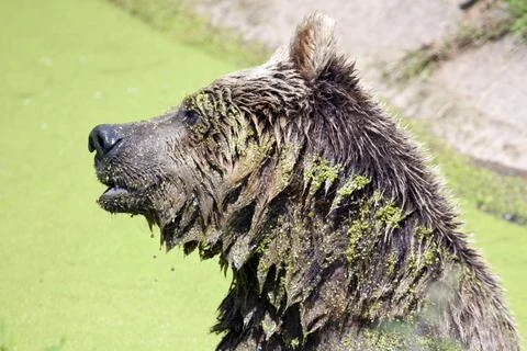 Eurasian Brown Bear Stock Photos