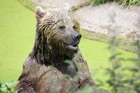 Eurasian Brown Bear Stock Photos