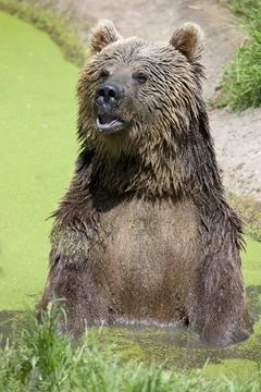 Eurasian Brown Bear Stock Photos