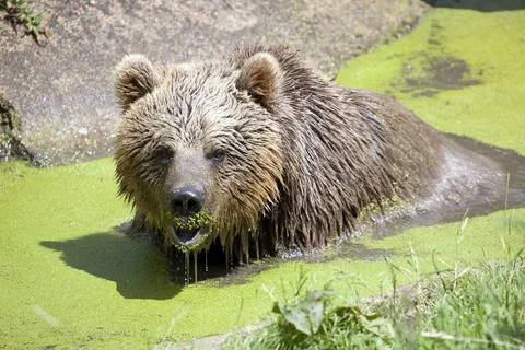 Eurasian Brown Bear Stock Photos