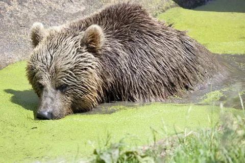 Eurasian Brown Bear Stock Photos