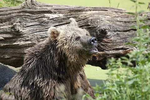 Eurasian Brown Bear Stock Photos