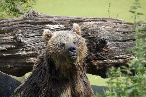 Eurasian Brown Bear Stock Photos