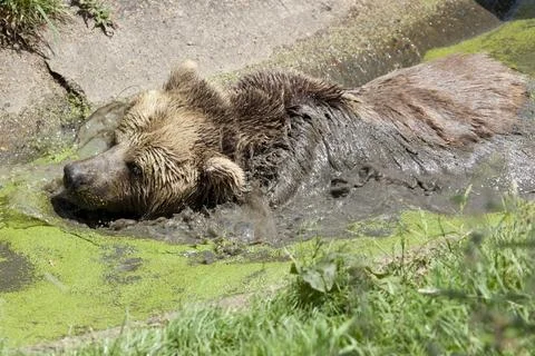 Eurasian Brown Bear Stock Photos