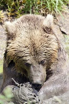 Eurasian Brown Bear Stock Photos