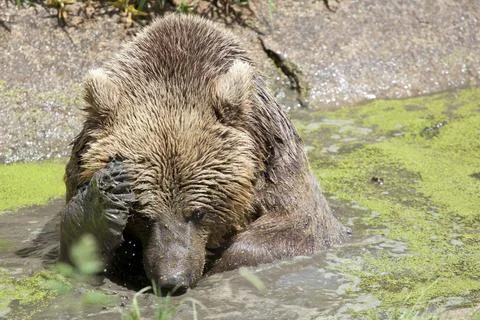 Eurasian Brown Bear Stock Photos