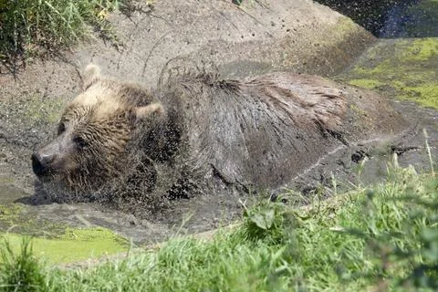 Eurasian Brown Bear Stock Photos