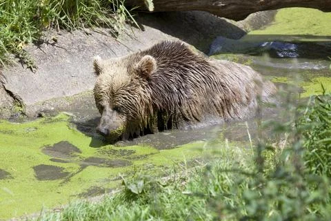 Eurasian Brown Bear Stock Photos