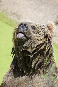 Eurasian Brown Bear Stock Photos