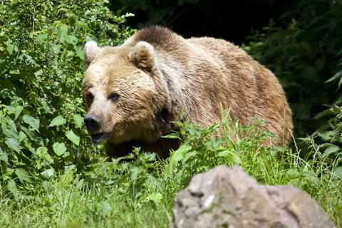 Eurasian Brown Bear Stock Photos