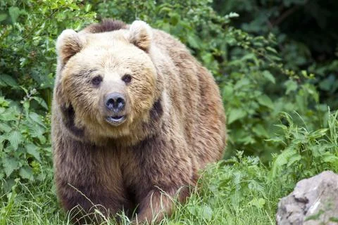 Eurasian Brown Bear Stock Photos