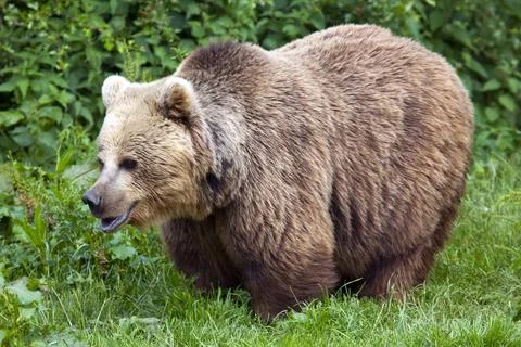 Eurasian Brown Bear Stock Photos