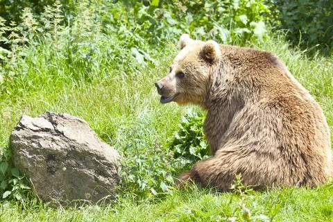 Eurasian Brown Bear Stock Photos
