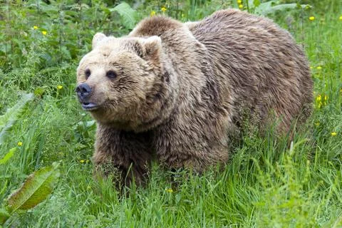 Eurasian Brown Bear Stock Photos