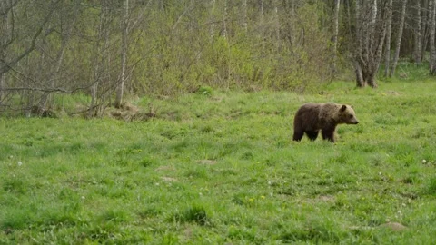 Eurasian brown bear rises and walks across spring meadow in Estonia, slow Stock Footage 340218460