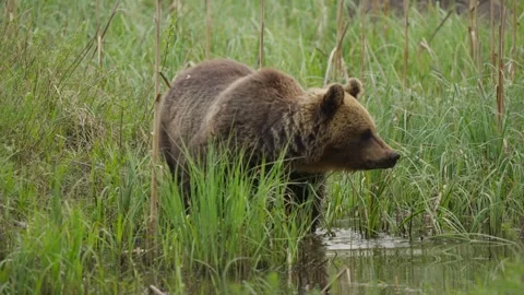 Eurasian brown bear in shallow water lowers head to drink then walks forward in Video stock 339094803