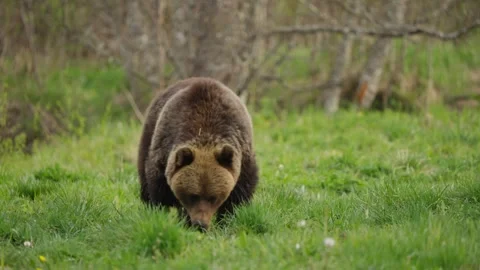 Eurasian brown bear sniffs grass and walks away in slow motion in spring forest Stock Footage 339094767