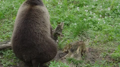 Eurasian brown bear stands and steps over fallen tree trunk in forest clearing Stock Footage 340231079