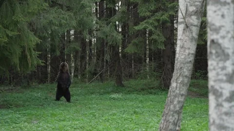 Eurasian brown bear stands upright in forest clearing among birch trees, slow Stock Footage 342329001