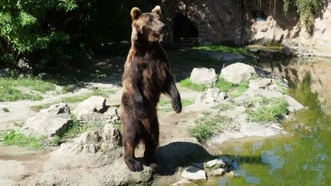 The Eurasian brown bear Ursus arctos is common subspecies of brown bear. The Stock Footage 246971633
