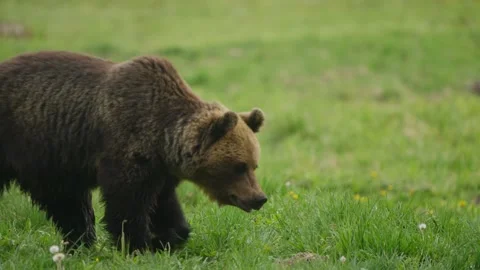 Eurasian brown bear walking across meadow in Estonia, static shot in slow Stockbeeldmateriaal 339078651