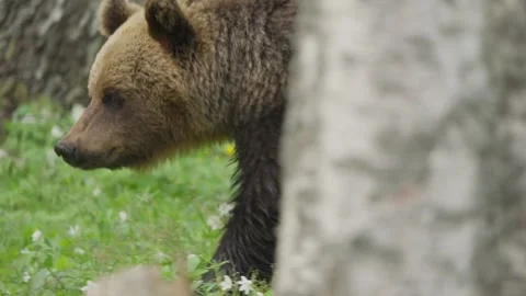 Eurasian brown bear walking forward, head low, slow motion close up tracking in Stock Footage 340217934