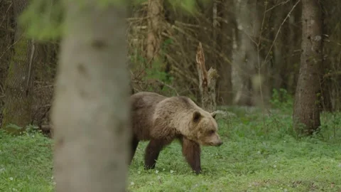 Eurasian brown bear walking through Estonian forest, hidden behind tree trunk Stock Footage 340836493