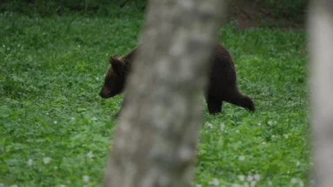Eurasian brown bear walks in slow motion behind silver birch trunks in boreal Stock Footage 343366449