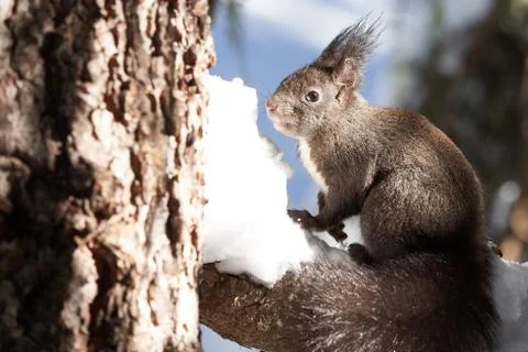 Eurasian brown red Squirrel Sciurus vulgaris Cute Snow Nut Stock Photos