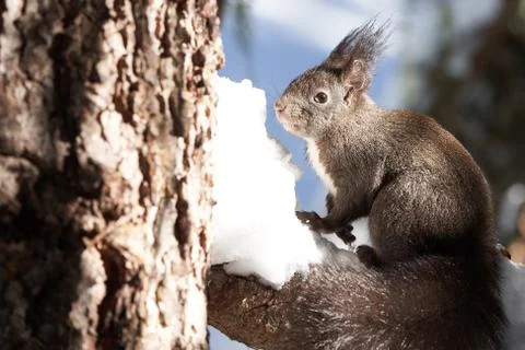 Eurasian brown red Squirrel Sciurus vulgaris Cute Snow Nut Stock Photos