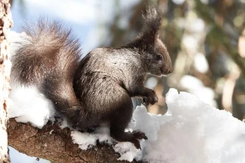 Eurasian brown red Squirrel Sciurus vulgaris Cute Snow Nut Stock Photos