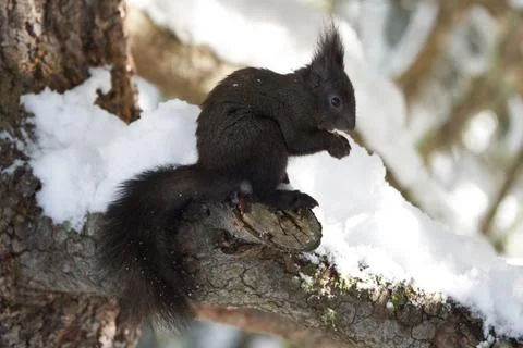 Eurasian brown red Squirrel Sciurus vulgaris Cute Snow Nut Foto stock