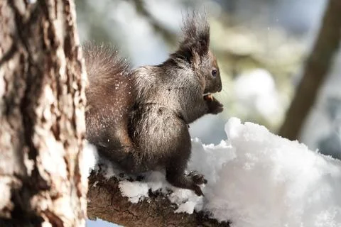 Eurasian brown red Squirrel Sciurus vulgaris Cute Snow Nut Stock Photos