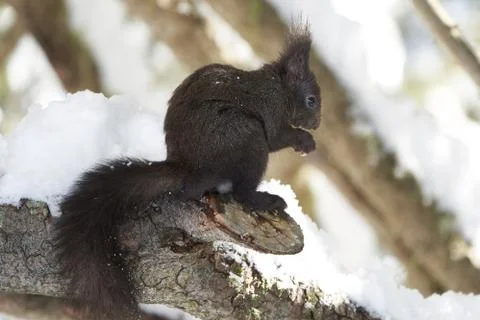 Eurasian brown red Squirrel Sciurus vulgaris Cute Snow Nut Stock Photos