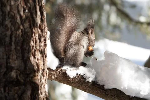 Eurasian brown red Squirrel Sciurus vulgaris Cute Snow Nut Stock Photos