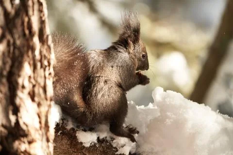 Eurasian brown red Squirrel Sciurus vulgaris Cute Snow Nut Stock Photos