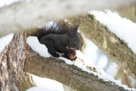 Eurasian brown red Squirrel Sciurus vulgaris Cute Snow Nut Stock Photos