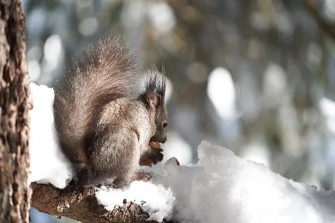 Eurasian brown red Squirrel Sciurus vulgaris Cute Snow Nut Stock Photos