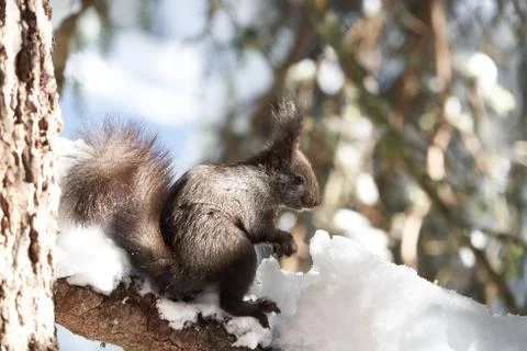 Eurasian brown red Squirrel Sciurus vulgaris Cute Snow Nut Stock Photos