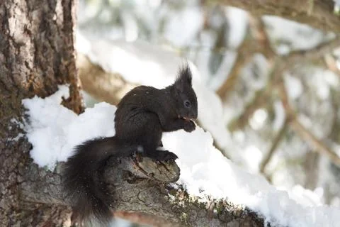Eurasian brown red Squirrel Sciurus vulgaris Cute Snow Nut Stock Photos
