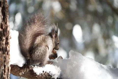 Eurasian brown red Squirrel Sciurus vulgaris Cute Snow Nut Stock Photos
