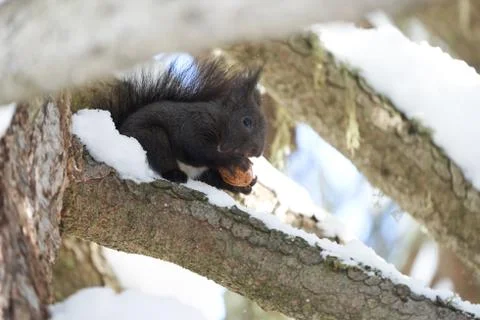 Eurasian brown red Squirrel Sciurus vulgaris Cute Snow Nut Stock Photos