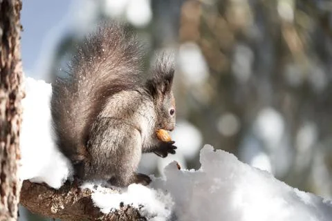 Eurasian brown red Squirrel Sciurus vulgaris Cute Snow Nut Stock Photos