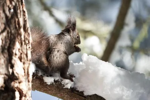 Eurasian brown red Squirrel Sciurus vulgaris Cute Snow Nut Stock Photos